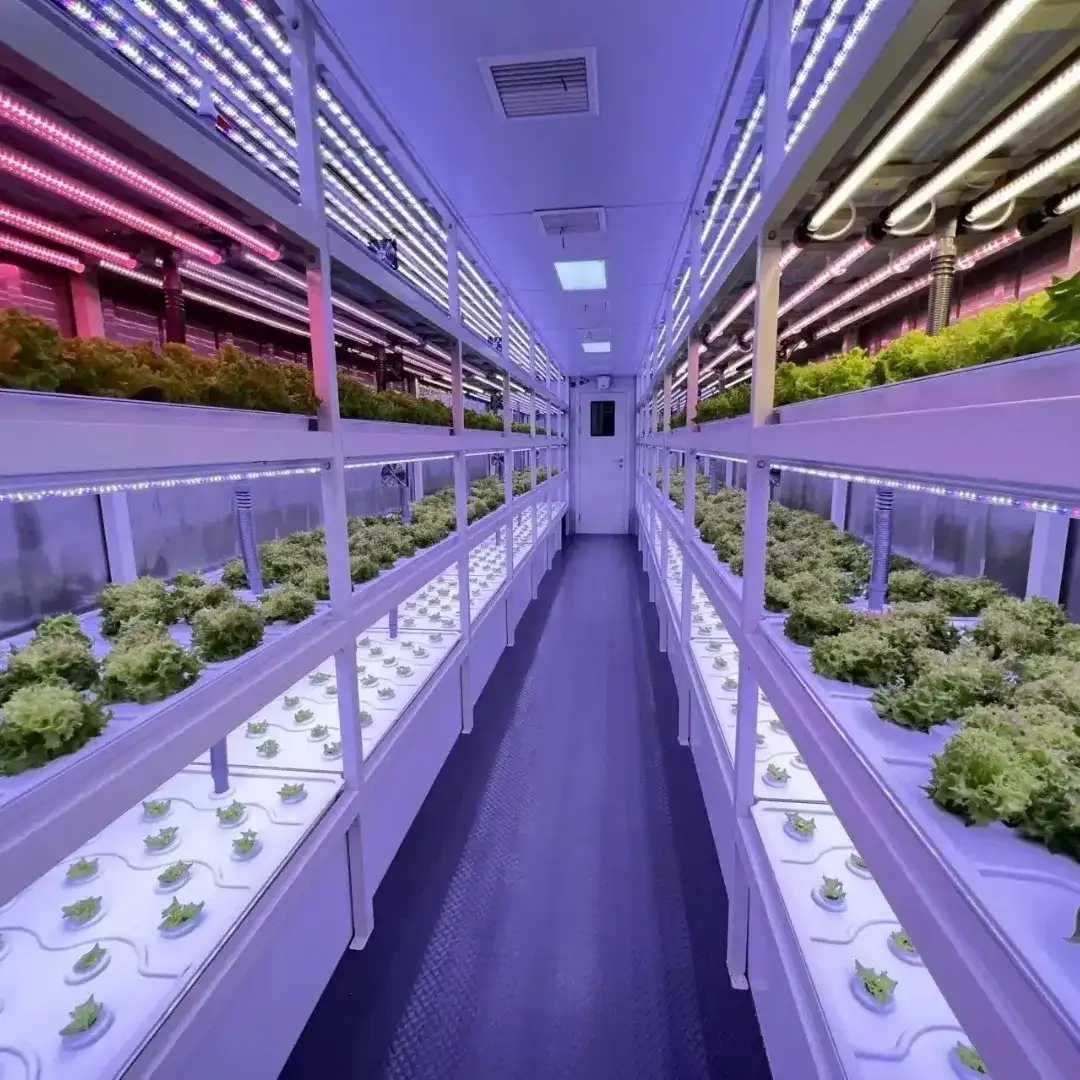 Hydroponic Vertical Farming Container Greenhouse with LED System